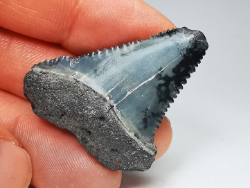 Fossil tooth of Great white shark: Carcharodon carcharias
