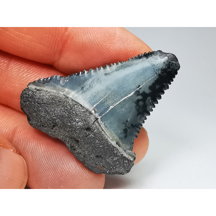 Fossil tooth of Great white shark: Carcharodon carcharias
