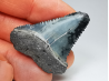 Fossil tooth of Great white shark: Carcharodon carcharias