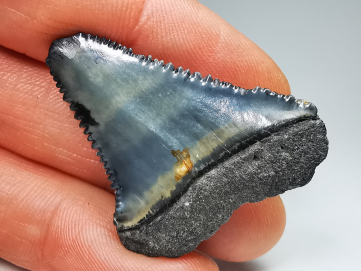 Fossil tooth of Great white shark: Carcharodon carcharias