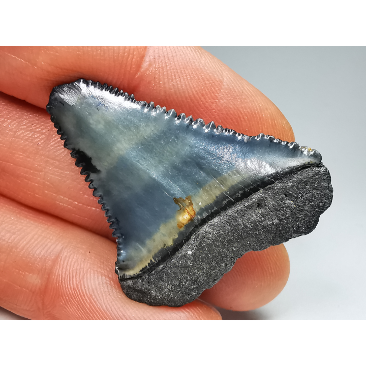 Dent fossile du GRAND REQUIN BLANC : Carcharodon carcharias