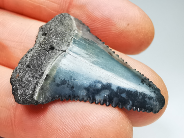 Fossil tooth of Great white shark: Carcharodon carcharias