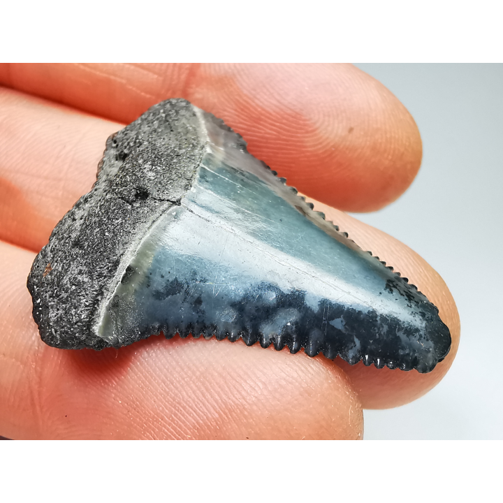 Fossil tooth of Great white shark: Carcharodon carcharias