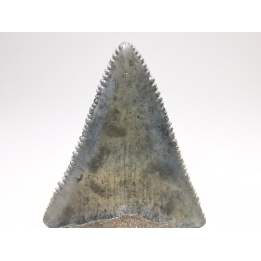 Dent fossile du GRAND REQUIN BLANC : Carcharodon carcharias