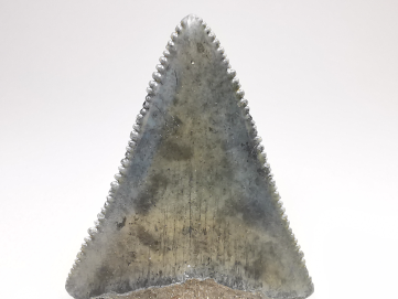 Fossil tooth of Great white shark: Carcharodon carcharias