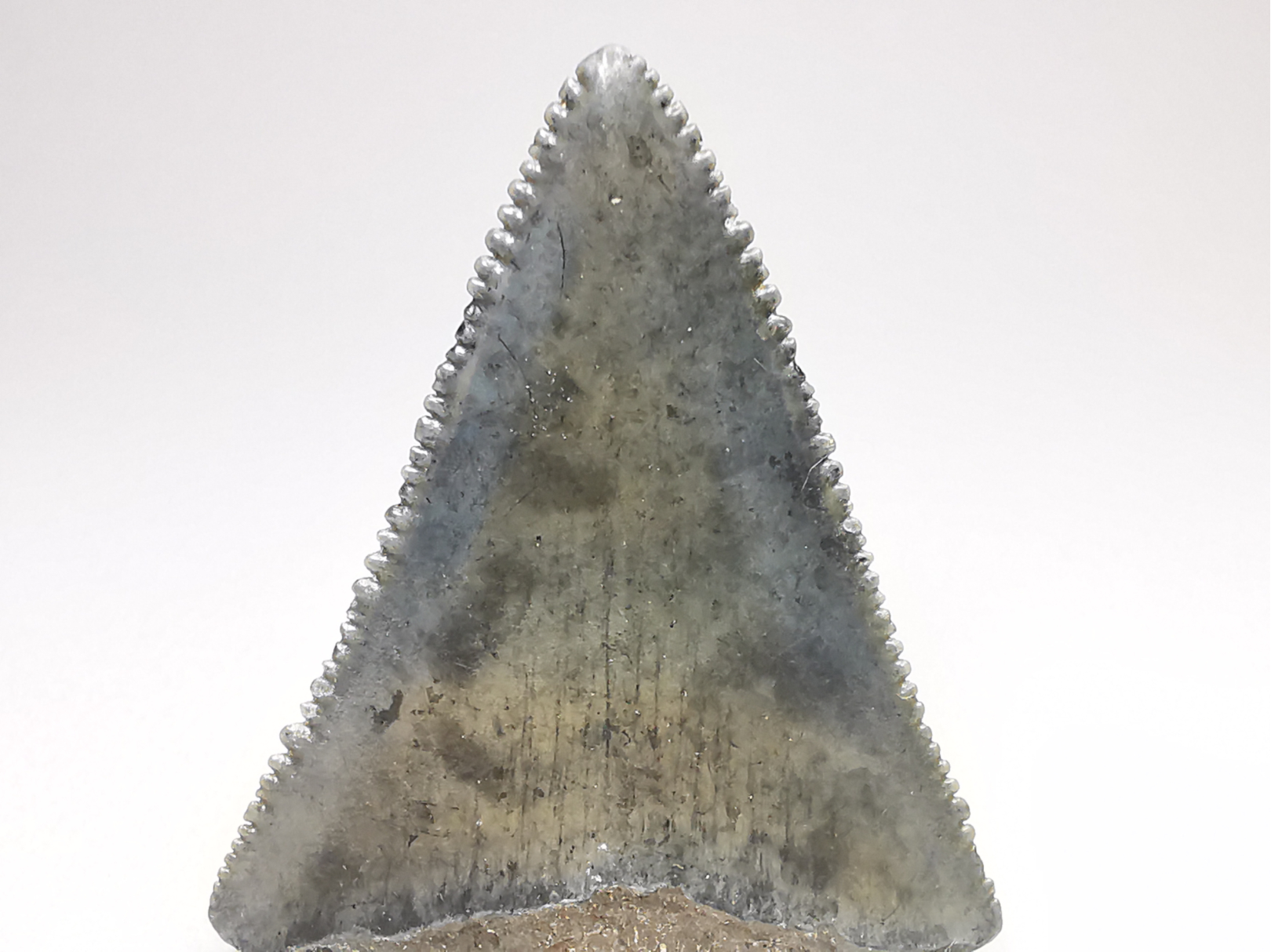 Fossil tooth of Great white shark: Carcharodon carcharias