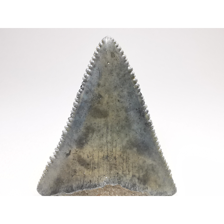 Fossil tooth of Great white shark: Carcharodon carcharias