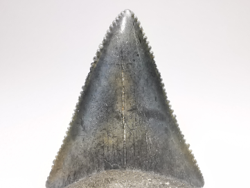 Fossil tooth of Great white shark: Carcharodon carcharias