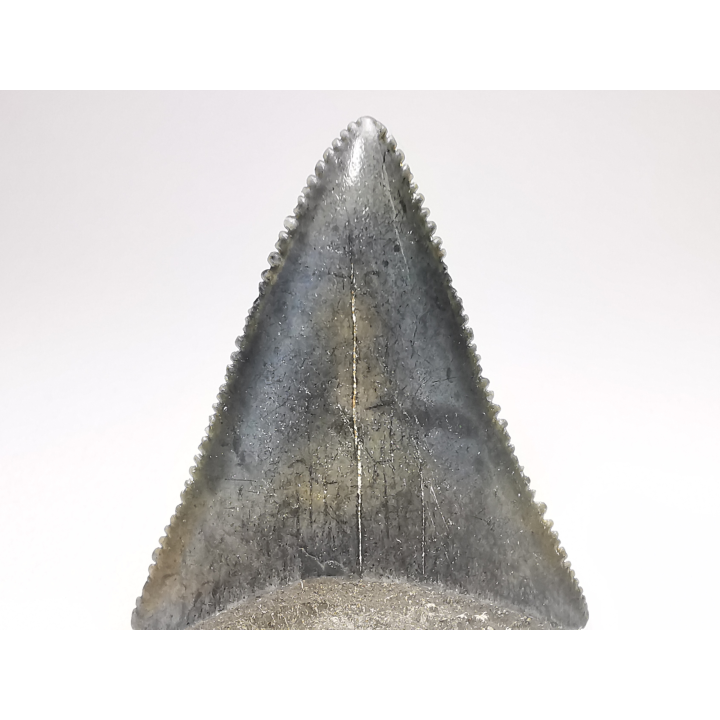 Fossil tooth of Great white shark: Carcharodon carcharias