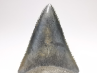Dent fossile du GRAND REQUIN BLANC : Carcharodon carcharias