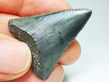 Dent fossile du GRAND REQUIN BLANC : Carcharodon carcharias