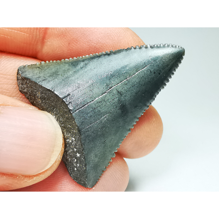 Fossil tooth of Great white shark: Carcharodon carcharias