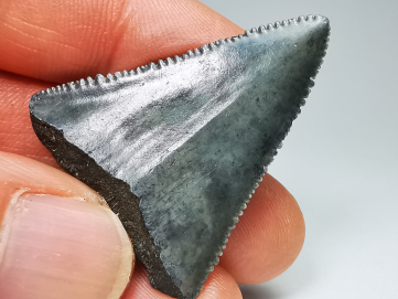 Fossil tooth of Great white shark: Carcharodon carcharias