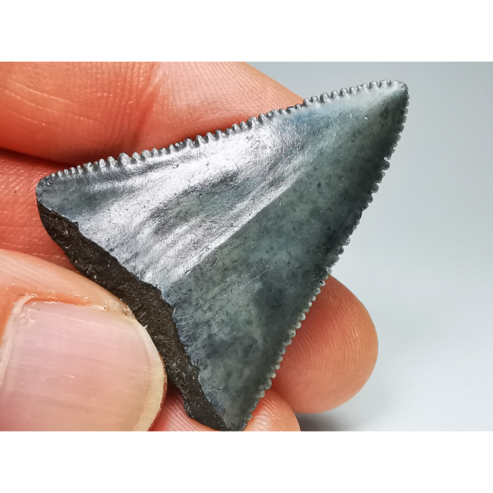 Fossil tooth of Great white shark: Carcharodon carcharias