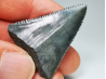 Fossil tooth of Great white shark: Carcharodon carcharias