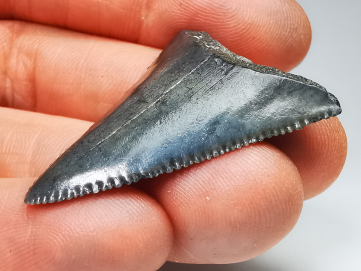 Fossil tooth of Great white shark: Carcharodon carcharias