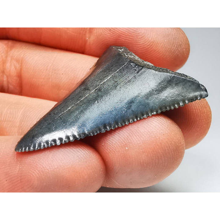 Fossil tooth of Great white shark: Carcharodon carcharias