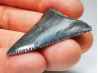 Fossil tooth of Great white shark: Carcharodon carcharias