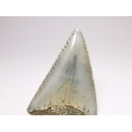 Dent fossile du GRAND REQUIN BLANC : Carcharodon carcharias