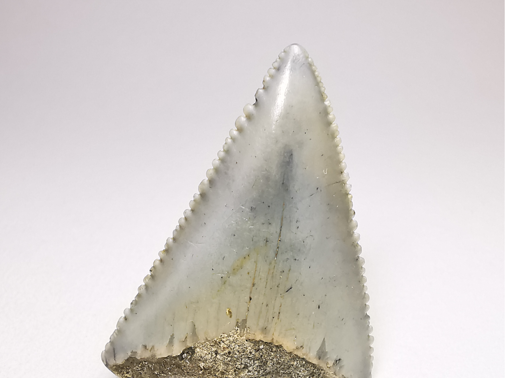 Fossil tooth of Great white shark: Carcharodon carcharias