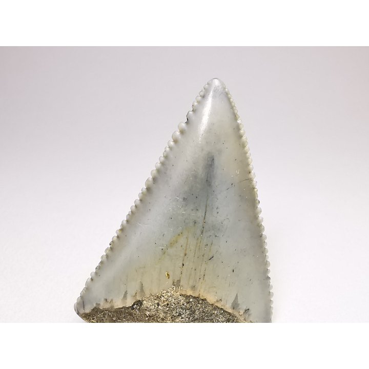 Fossil tooth of Great white shark: Carcharodon carcharias