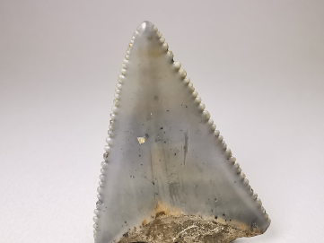 Dent fossile du GRAND REQUIN BLANC : Carcharodon carcharias