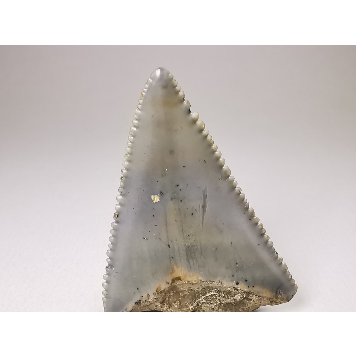 Fossil tooth of Great white shark: Carcharodon carcharias