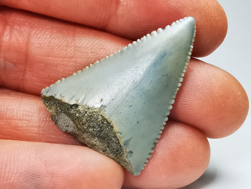 Fossil tooth of Great white shark: Carcharodon carcharias