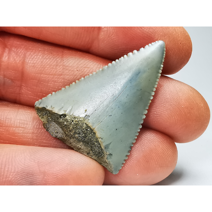Fossil tooth of Great white shark: Carcharodon carcharias