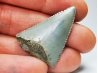 Fossil tooth of Great white shark: Carcharodon carcharias