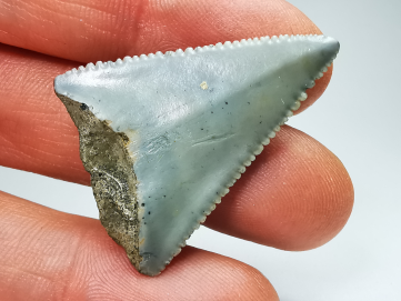 Dent fossile du GRAND REQUIN BLANC : Carcharodon carcharias