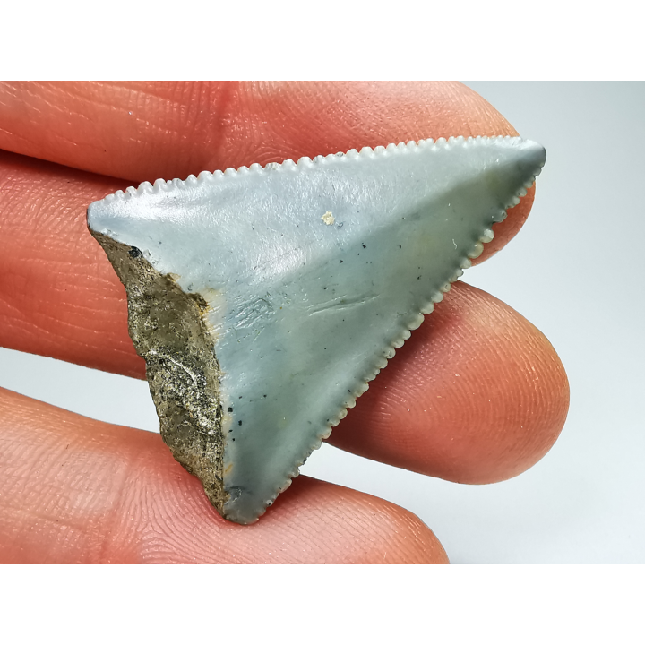 Fossil tooth of Great white shark: Carcharodon carcharias