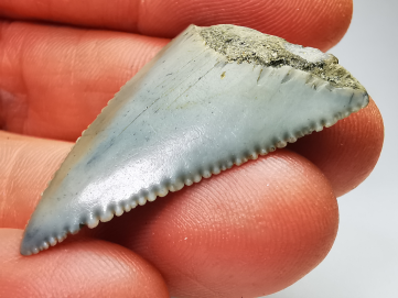 Dent fossile du GRAND REQUIN BLANC : Carcharodon carcharias