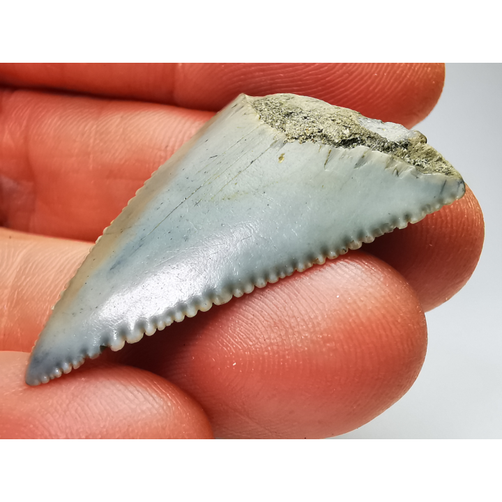 Fossil tooth of Great white shark: Carcharodon carcharias