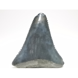 Fossil tooth of Great white shark: Carcharodon carcharias