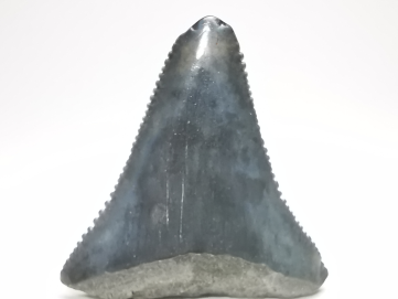 Fossil tooth of Great white shark: Carcharodon carcharias