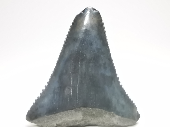 Fossil tooth of Great white shark: Carcharodon carcharias