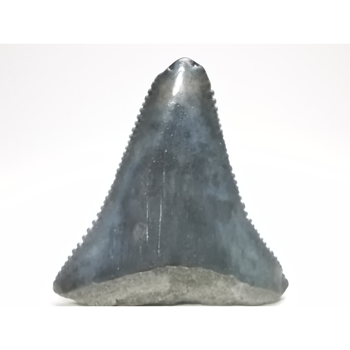 Fossil tooth of Great white shark: Carcharodon carcharias