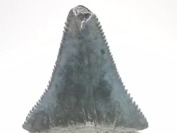 Dent fossile du GRAND REQUIN BLANC : Carcharodon carcharias