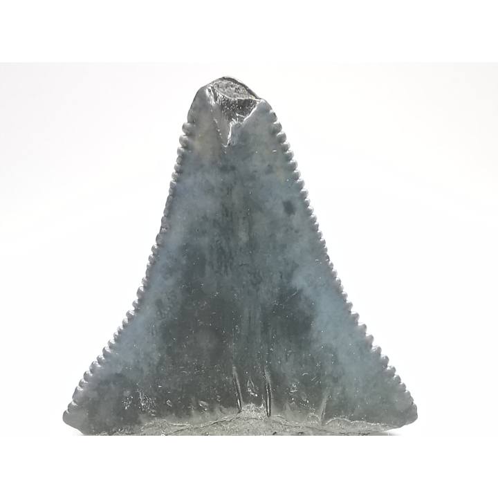 Dent fossile du GRAND REQUIN BLANC : Carcharodon carcharias