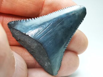 Fossil tooth of Great white shark: Carcharodon carcharias