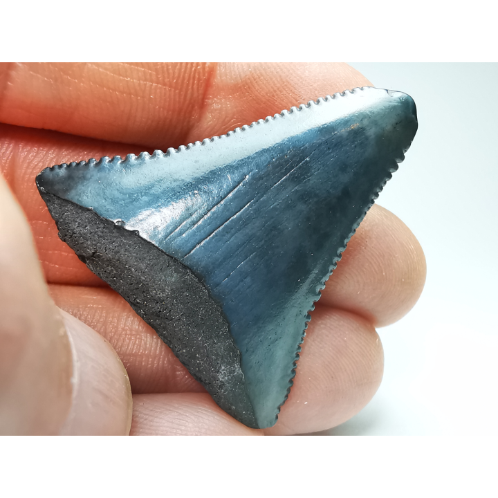 Fossil tooth of Great white shark: Carcharodon carcharias