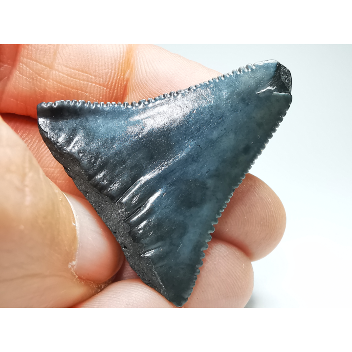 Dent fossile du GRAND REQUIN BLANC : Carcharodon carcharias