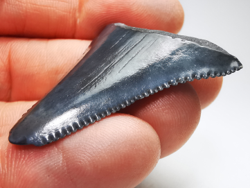 Dent fossile du GRAND REQUIN BLANC : Carcharodon carcharias