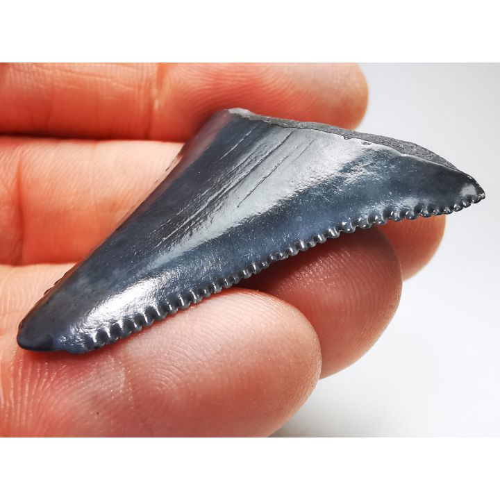 Fossil tooth of Great white shark: Carcharodon carcharias