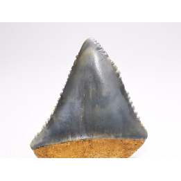 Dent fossile du GRAND REQUIN BLANC : Carcharodon carcharias