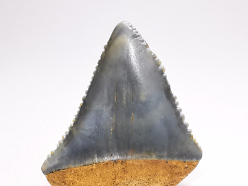 Fossil tooth of Great white shark: Carcharodon carcharias