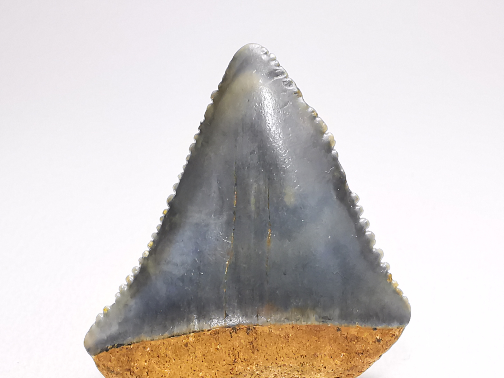Dent fossile du GRAND REQUIN BLANC : Carcharodon carcharias