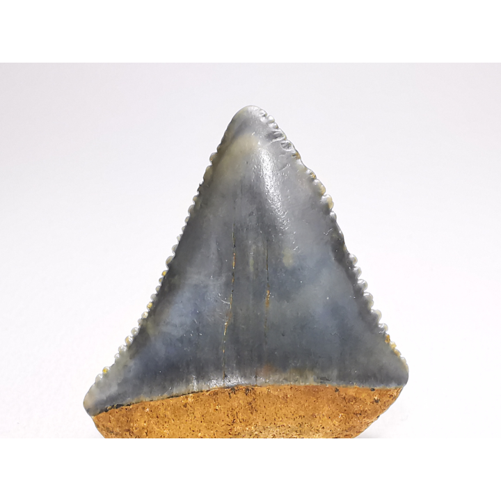 Fossil tooth of Great white shark: Carcharodon carcharias
