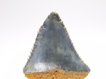 Dent fossile du GRAND REQUIN BLANC : Carcharodon carcharias